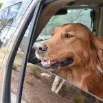 The dog is afraid to ride in the car