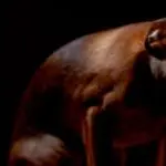 The dog is afraid to walk in the dark