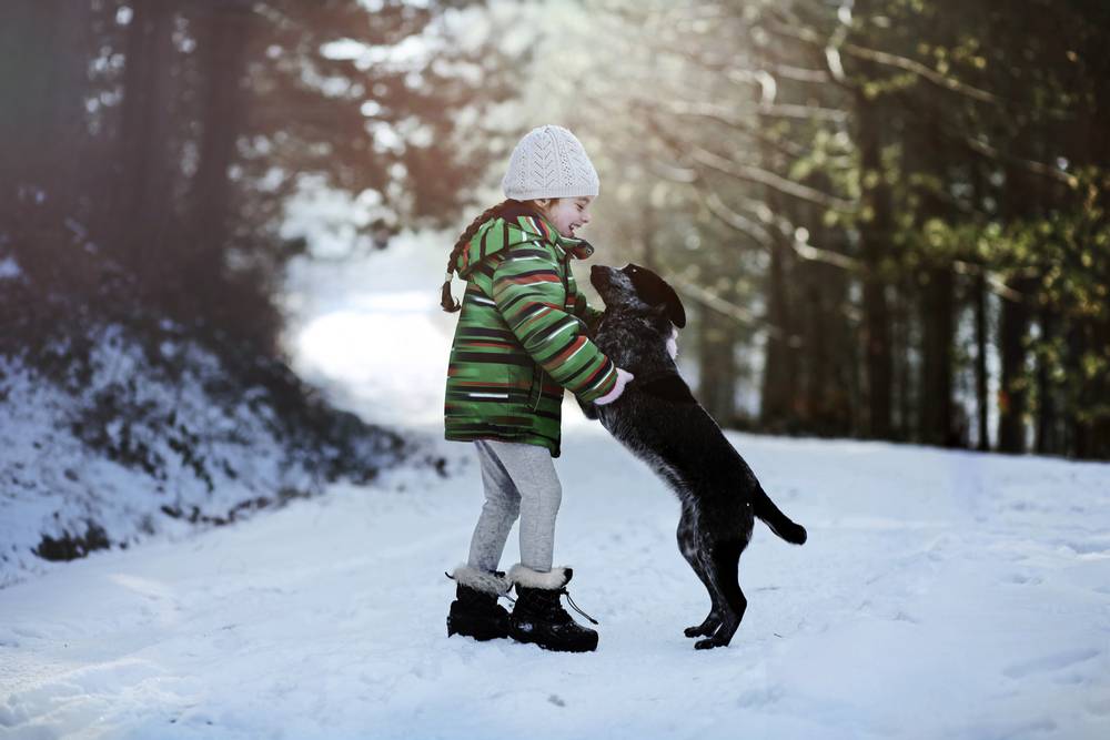 The dog is aggressive towards the child. What to do?