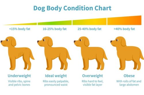 The dog is losing weight, what to do?