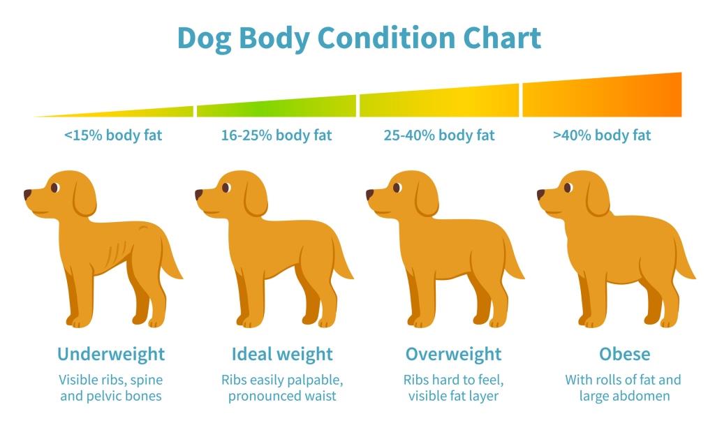 The dog is losing weight, what to do?