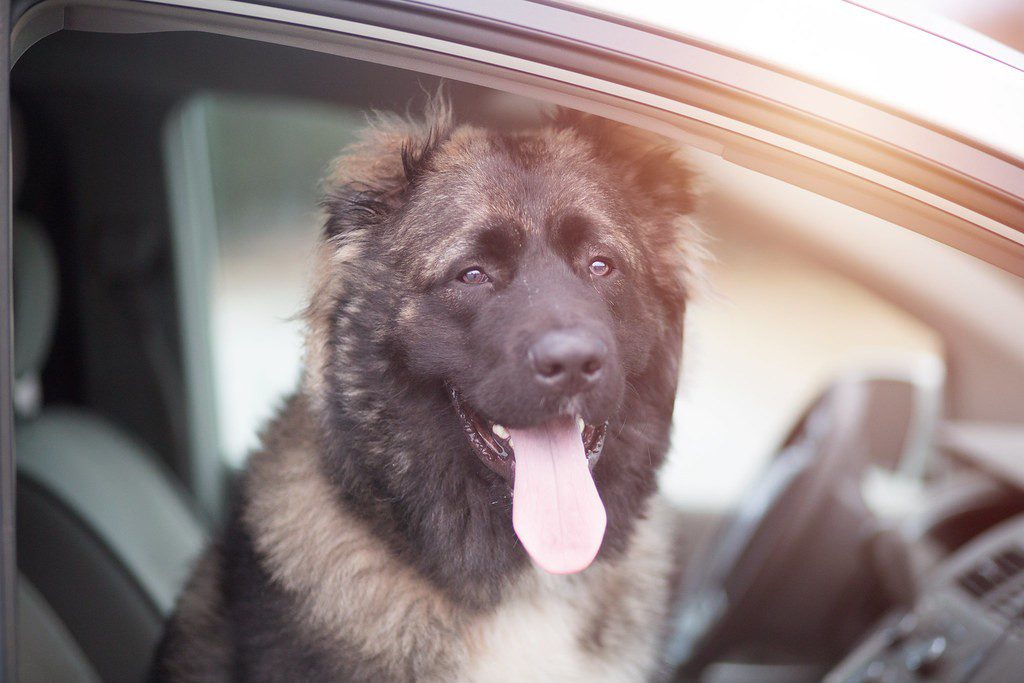 The dog is motion sick in the car: what to do?