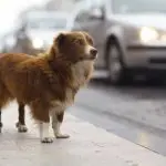 The dog picks up on the street: what to do?