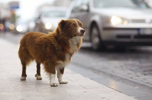 The dog picks up on the street: what to do?