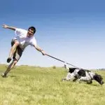 The dog pulls the leash: what to do?