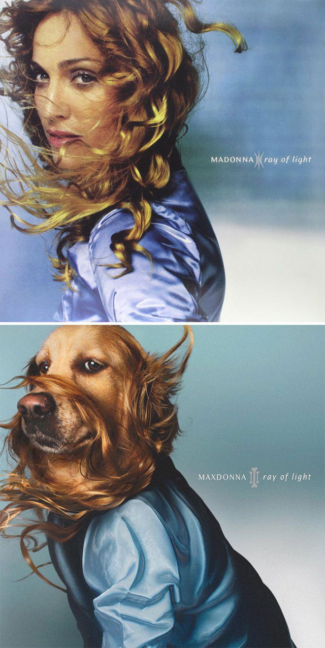 The dog recreates the iconic images of the singer Madonna. Many of them are better than the originals!