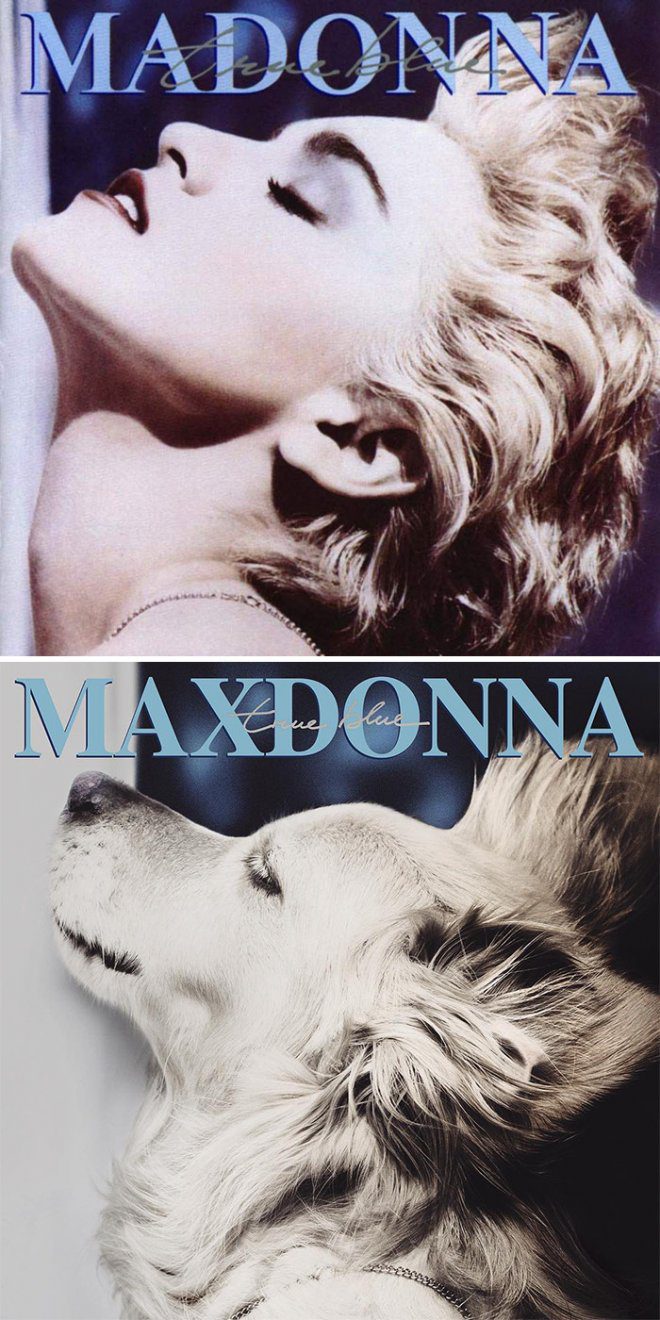 The dog recreates the iconic images of the singer Madonna. Many of them are better than the originals!