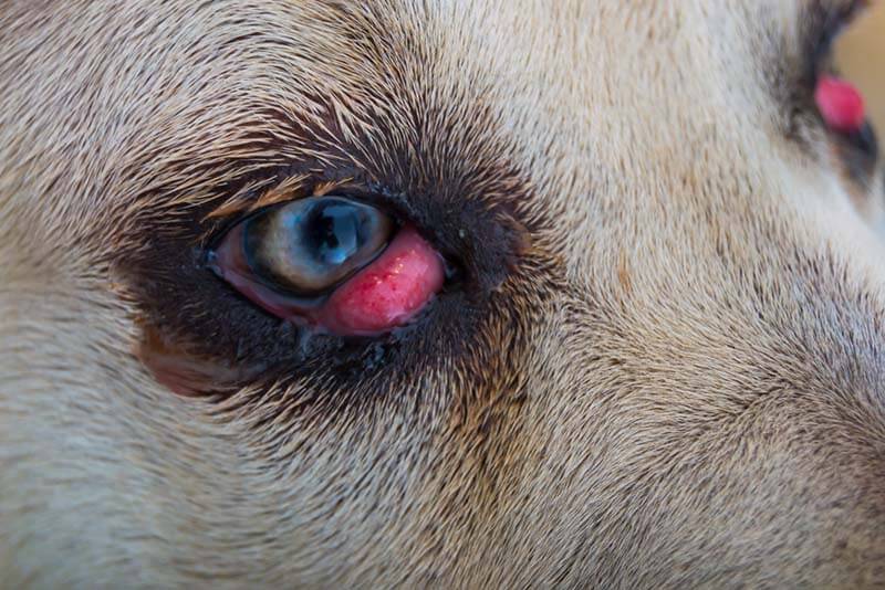 The dogs eyes fester - why and how to treat?