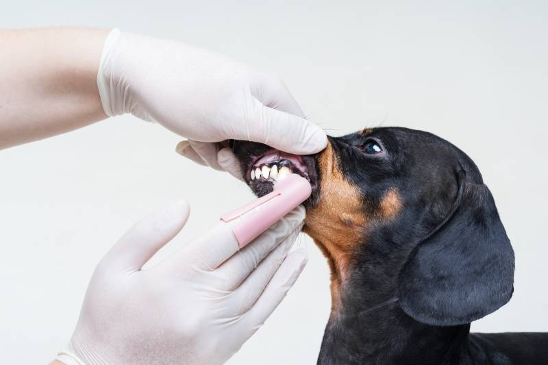 The dog&#8217;s gums are bleeding. What to do?