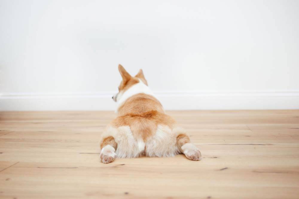 The dog&#8217;s hind legs refused &#8211; reasons and what to do?