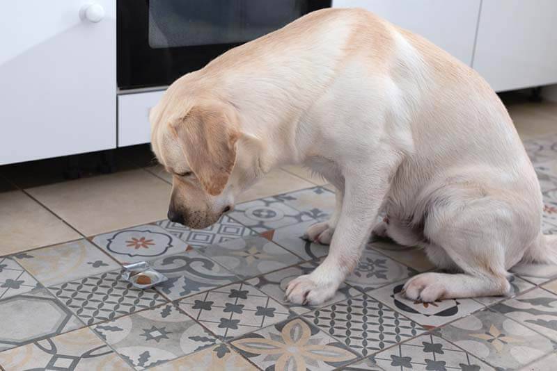 The dogs hind legs refused - reasons and what to do?