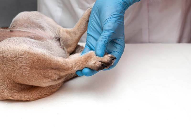 The dogs hind legs refused - reasons and what to do?