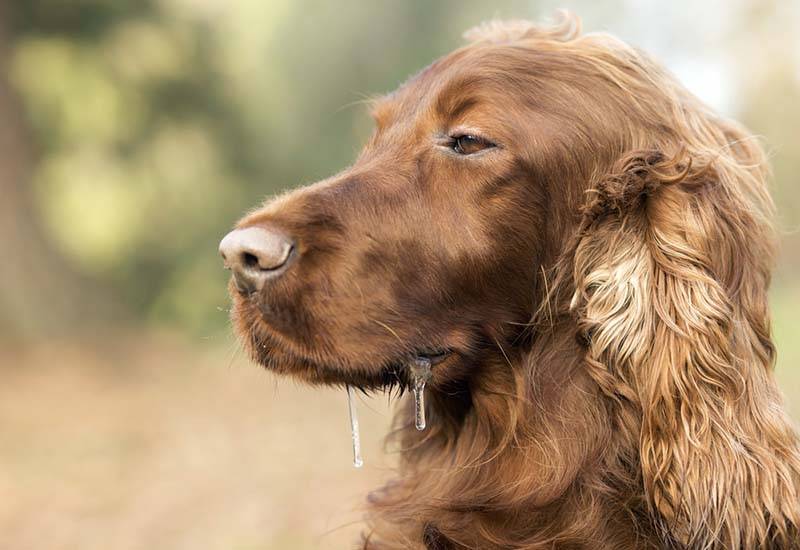 The dogs muzzle is swollen - why and what to do with swelling