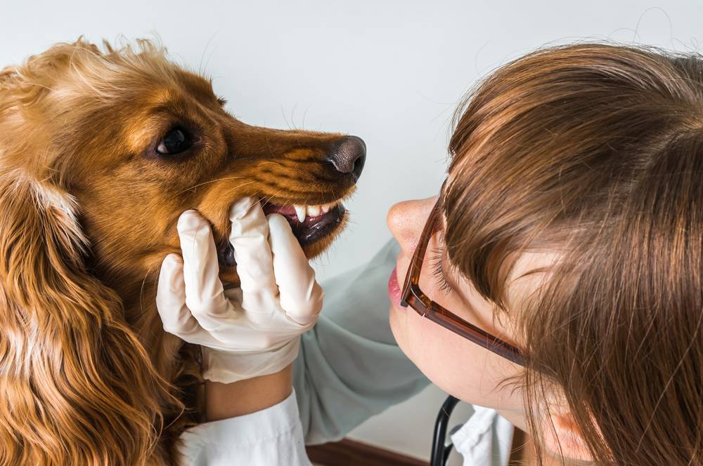 The dogs muzzle is swollen - why and what to do with swelling