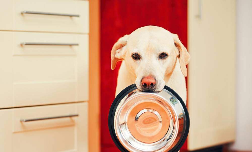 The dog stopped eating dry food. What to do?