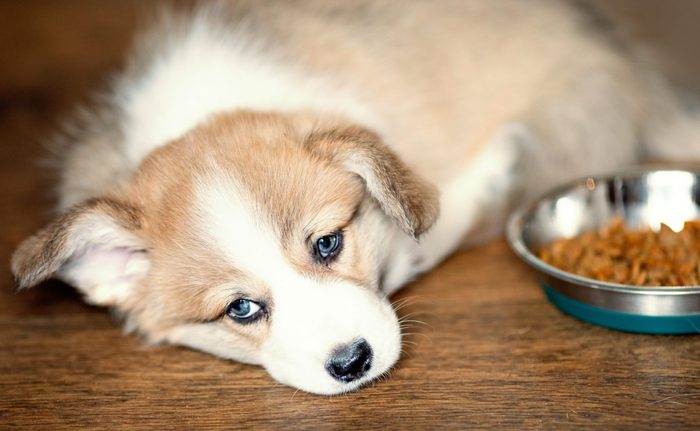 The dog stopped eating dry food. What to do?