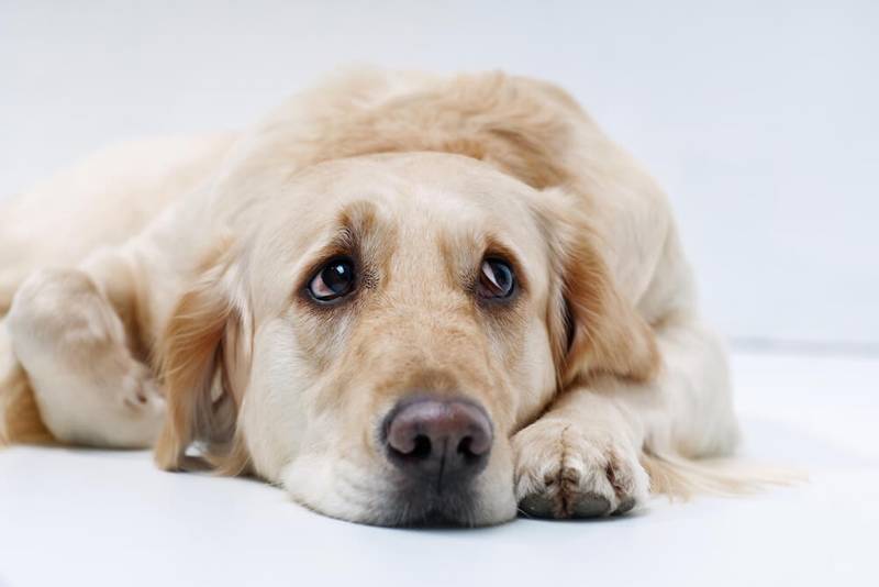The dog vomits bile or yellow foam - what to do?