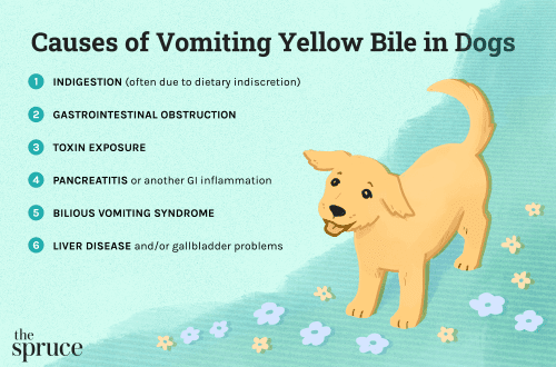 The dog vomits bile or yellow foam &#8211; what to do?