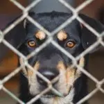 The dog was sitting on a chain: how to adapt it?