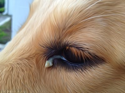 The dog&#8217;s eyes fester &#8211; why and how to treat?