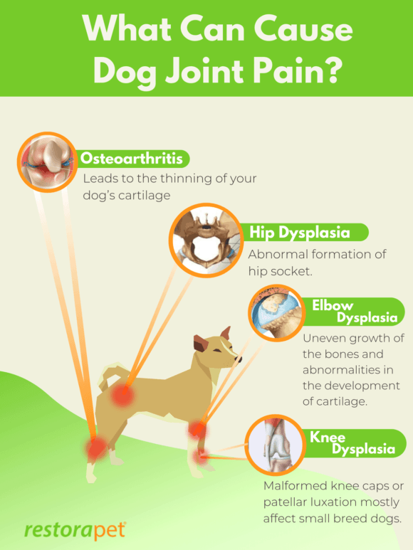 The dog&#8217;s joints hurt. What to do?