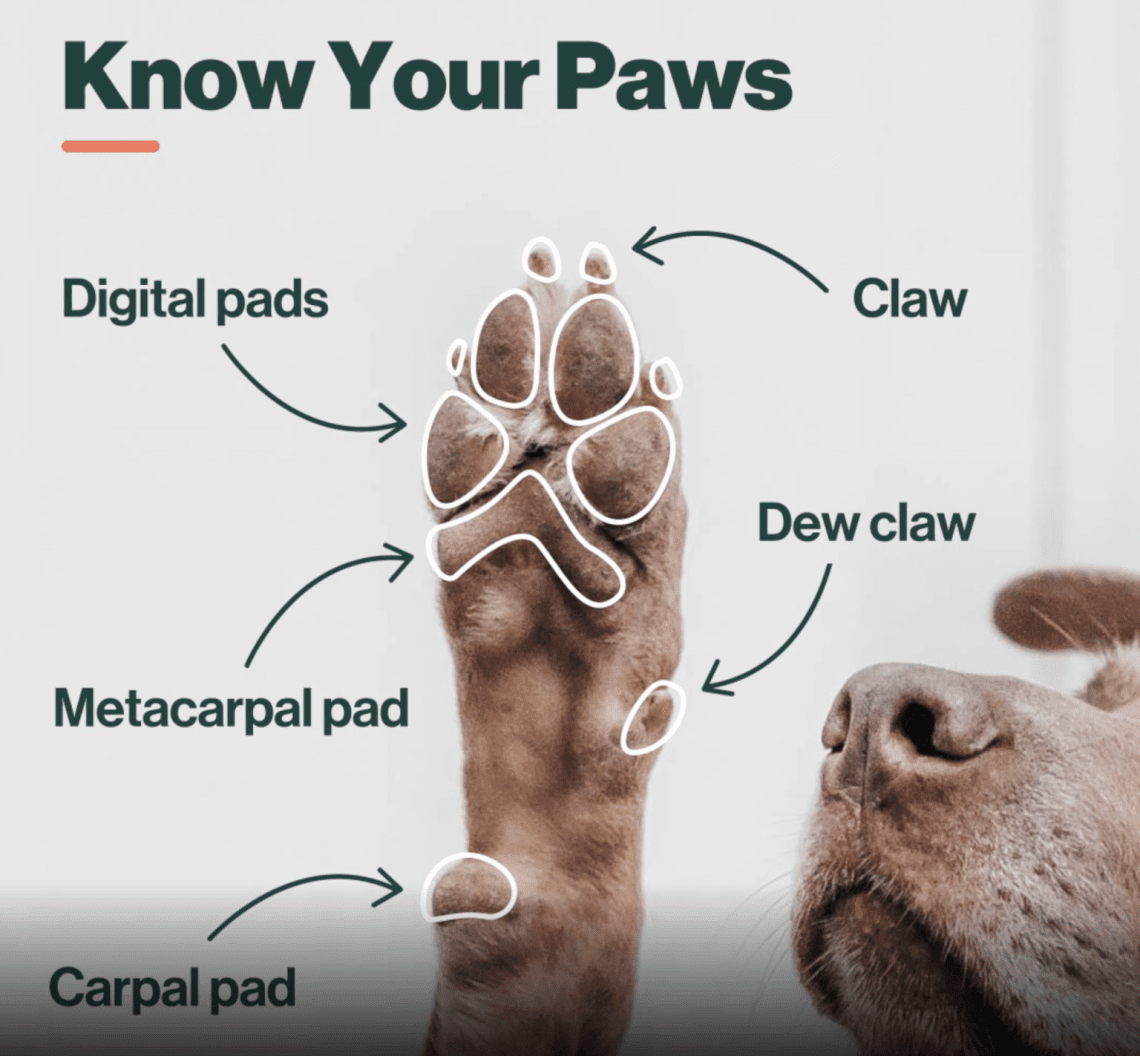 The dog&#8217;s paws hurt. What to do?