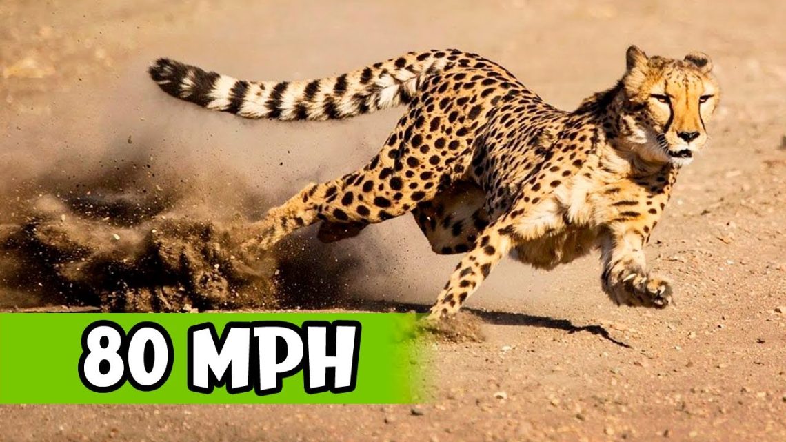 The fastest cats in the world