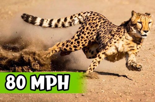 A világ leggyorsabb macskái