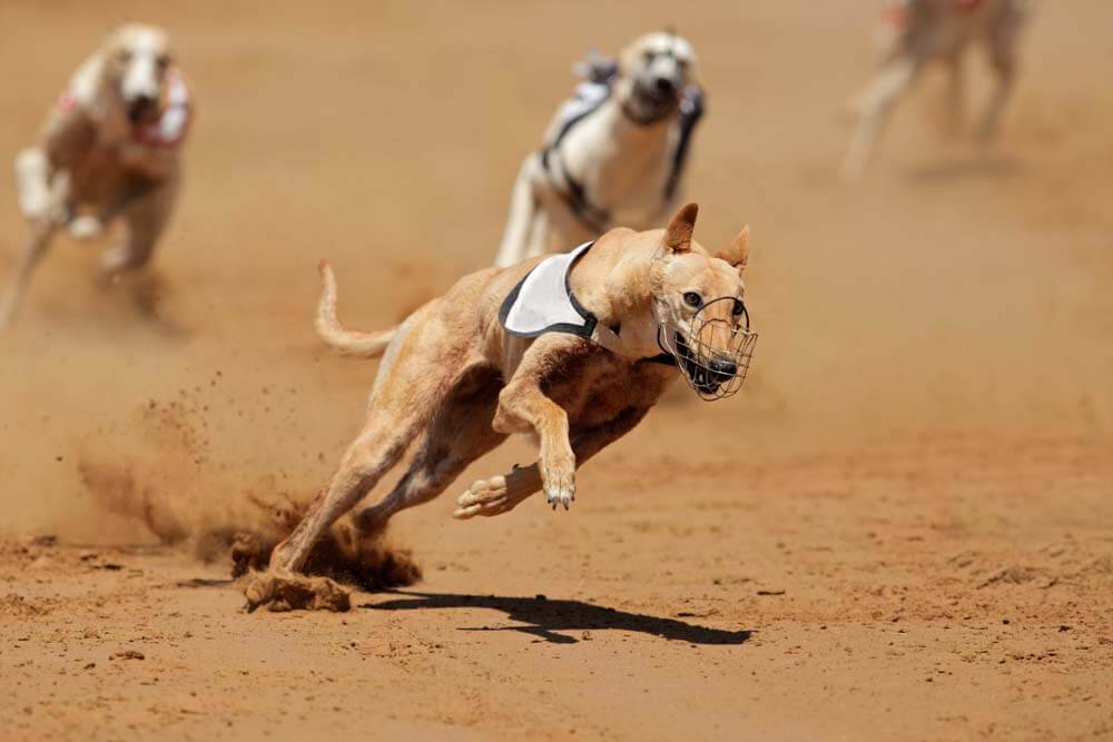 The fastest dogs in the world &#8211; 15 breeds