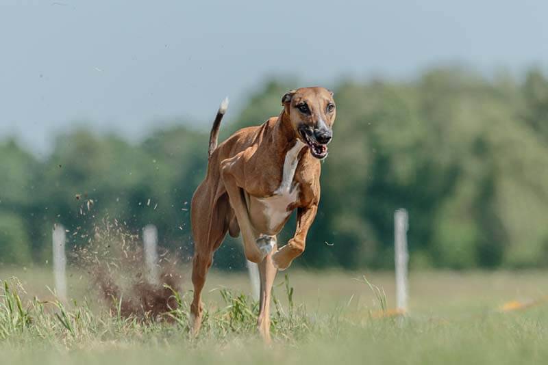The fastest dogs in the world - 15 breeds