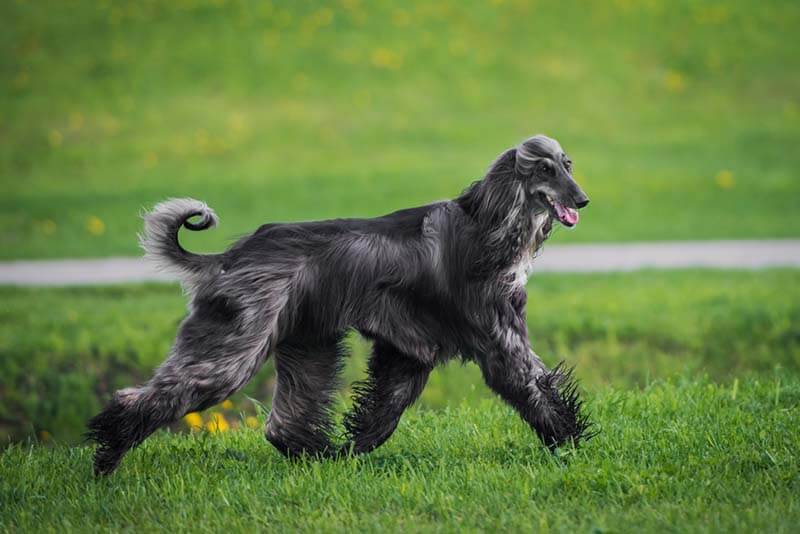 The fastest dogs in the world - 15 breeds