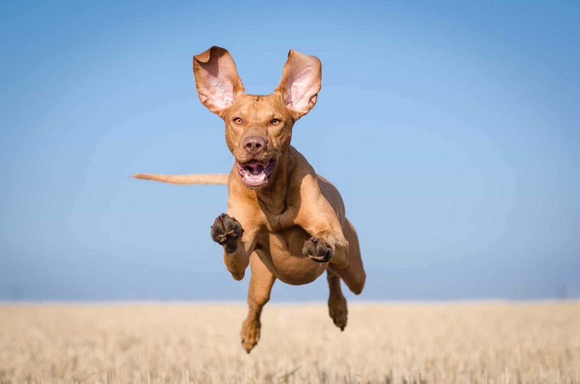 A világ leggyorsabb kutyái – 15 fajta