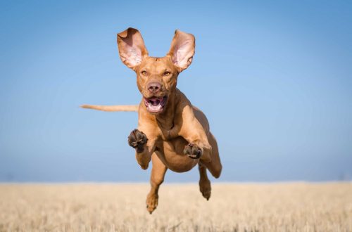 Najbrži psi na svijetu – 15 rasa