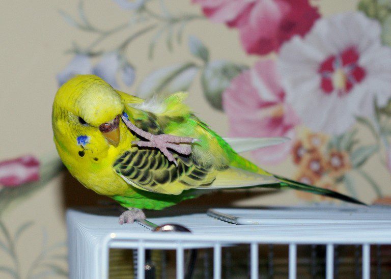 The female budgerigar laid an egg