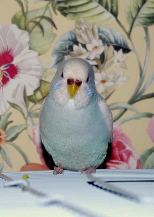 The female budgerigar laid an egg