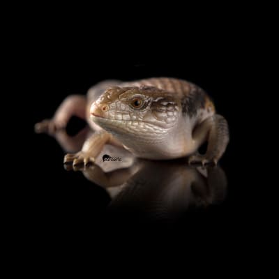 The first reptile: which one to choose and how to care