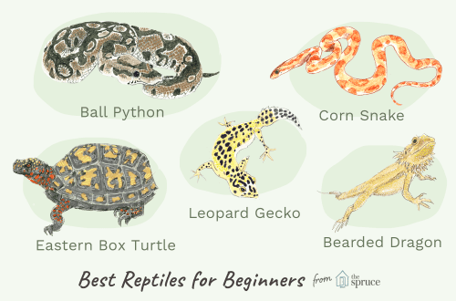 The first reptile: which one to choose and how to care