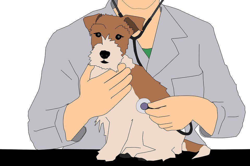 The first visit to the veterinarian: what to do so that the puppy is not afraid?