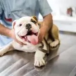 The first visit to the veterinarian: what to do so that the puppy is not afraid?