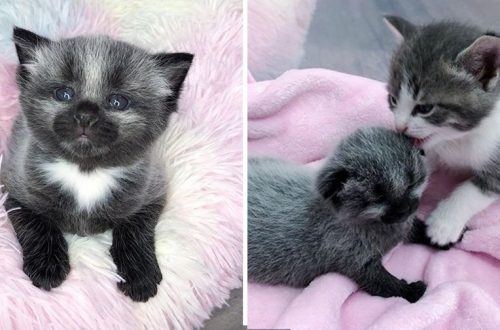 The girl took a kitten from the shelter, and soon realized that it would be an unusual cat