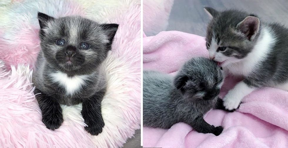 The girl took a kitten from the shelter, and soon realized that it would be an unusual cat