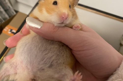 The hamster has a swollen stomach: what to do?