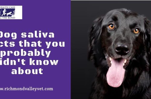 The healing properties of dog saliva: truth and myths