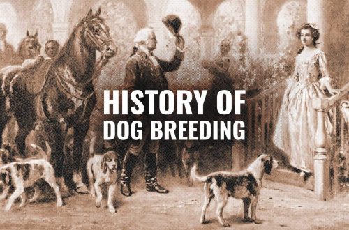 The history of decorative dog breeding