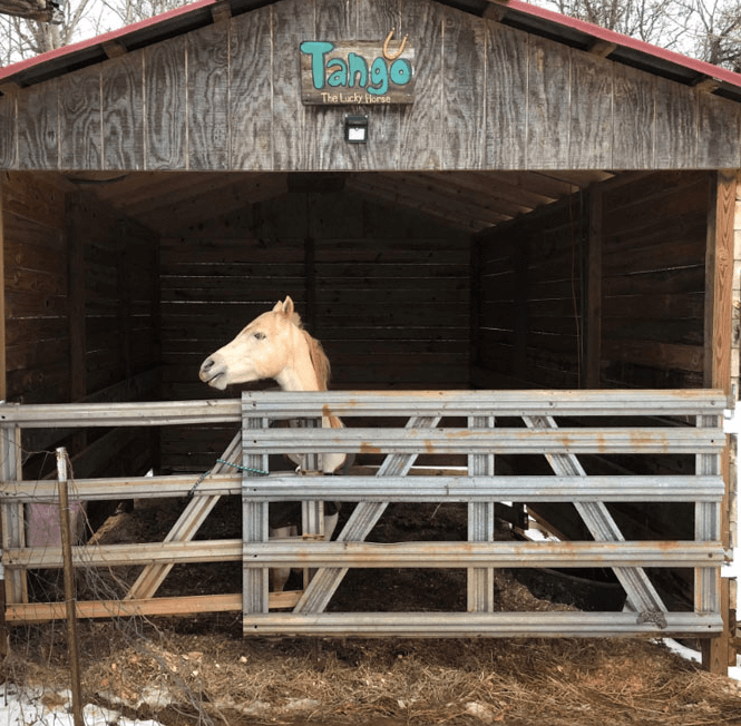 The horse conquered the Internet with its funny antics