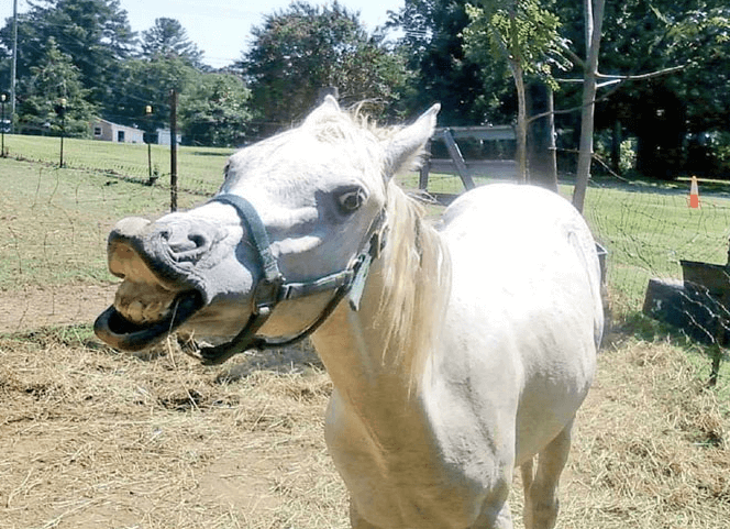 The horse conquered the Internet with its funny antics