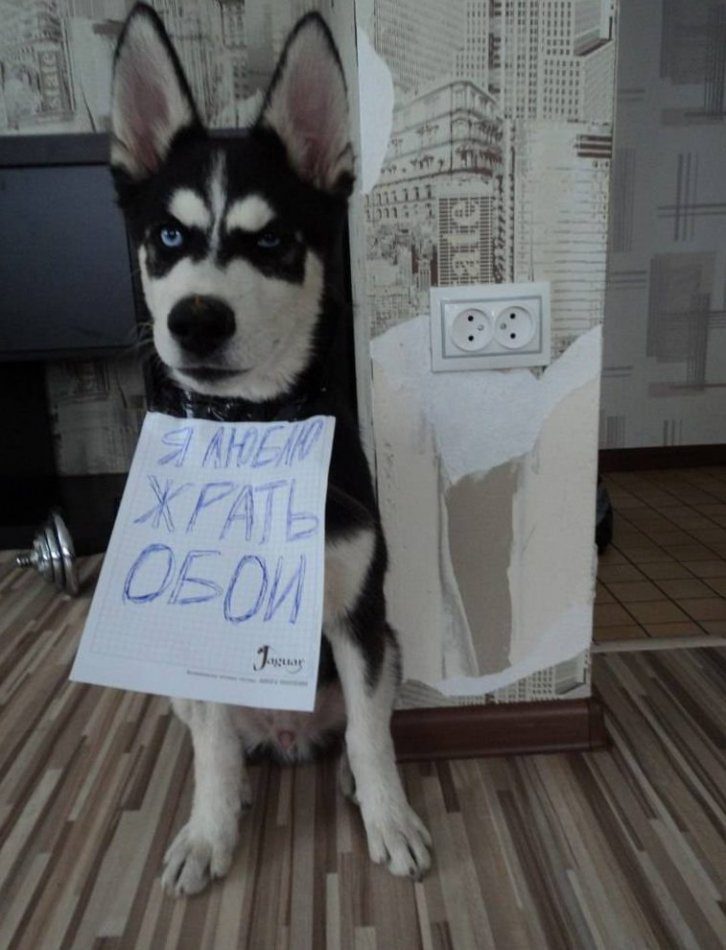 The Husky has his own vision of what an ideal renovation should look like.
