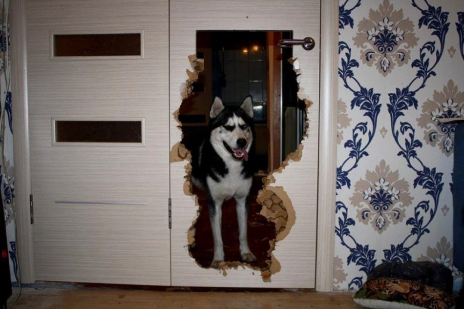 The Husky has his own vision of what an ideal renovation should look like.