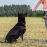 The immersion method in working with dogs