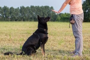 The immersion method in working with dogs